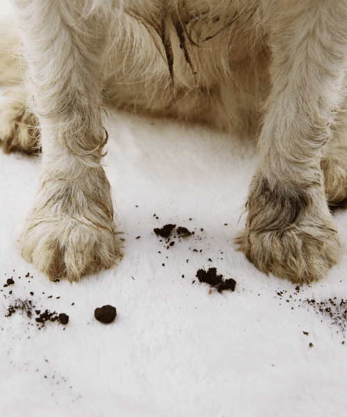 Before and After Professional Carpet Cleaning for Pet Stains