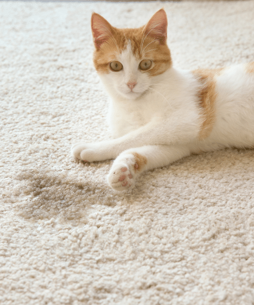 Father and Son Expert Carpet Cleaners Treating Pet Odors