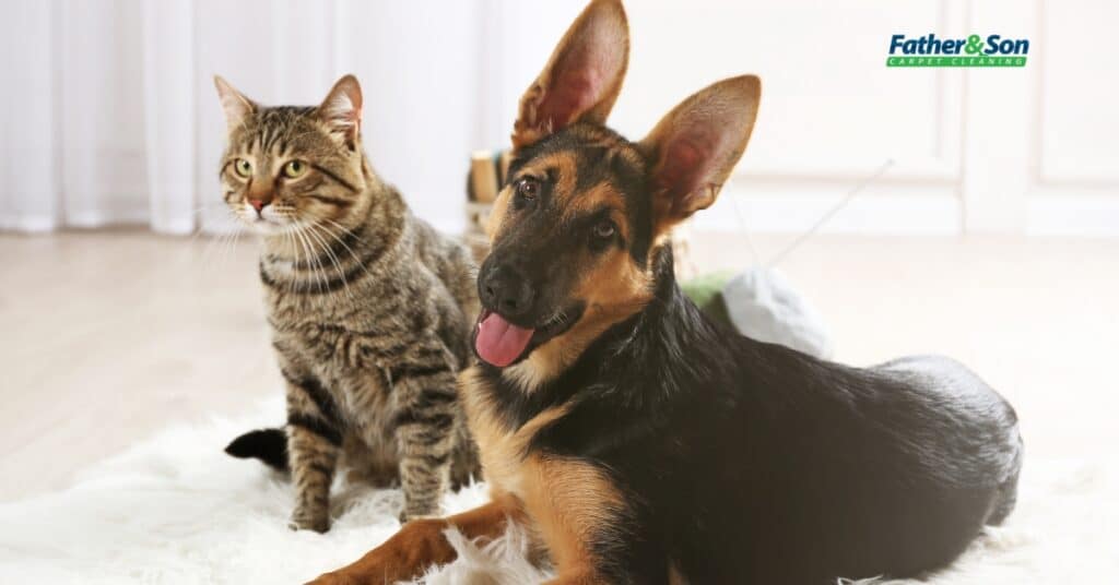 Removing Dog Urine Stains from Carpet Professionally