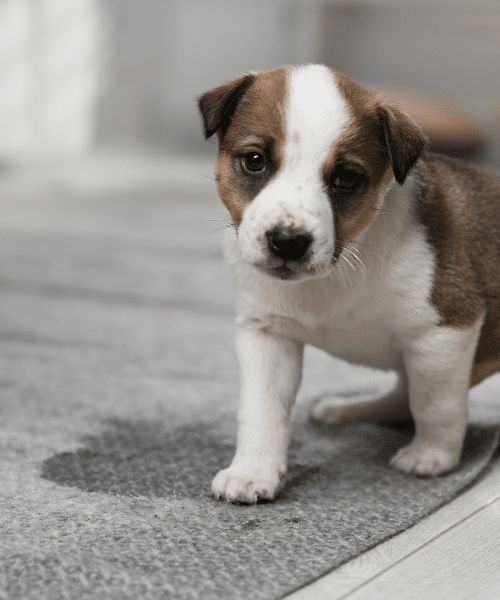 Hot Water Extraction Carpet Cleaning Process in Utah