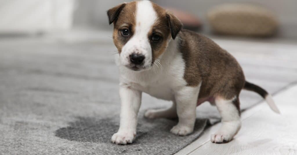 Carpet Cleaning & Home Services in Riverton - Father and Son Carpet Cleaning Residential pet stain removal service in Utah