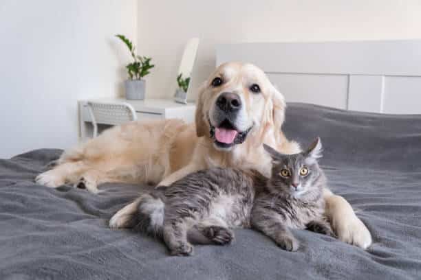 dog and cat